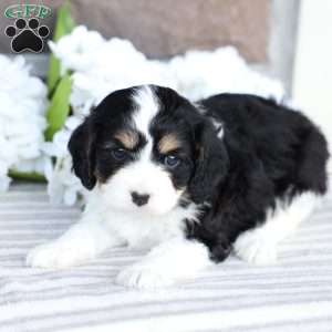 Camryn, Cavapoo Puppy